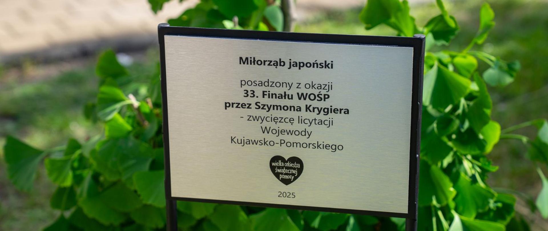 Tabliczka obok drzewa zasadzonego w ramach wygranej w licytacji podczas 33. Finału WOŚP