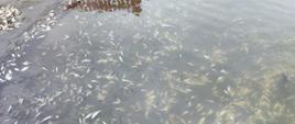 Brzeg jeziora. Śnięte ryby na powierzchni wody w znacznej ilości. Na brzegu usypane kupki odłowionych, śniętych ryb.