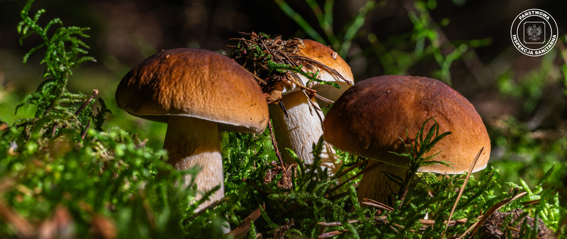 Grzyby na runie leśnym i logo Państwowej Inspekcji Sanitarnej