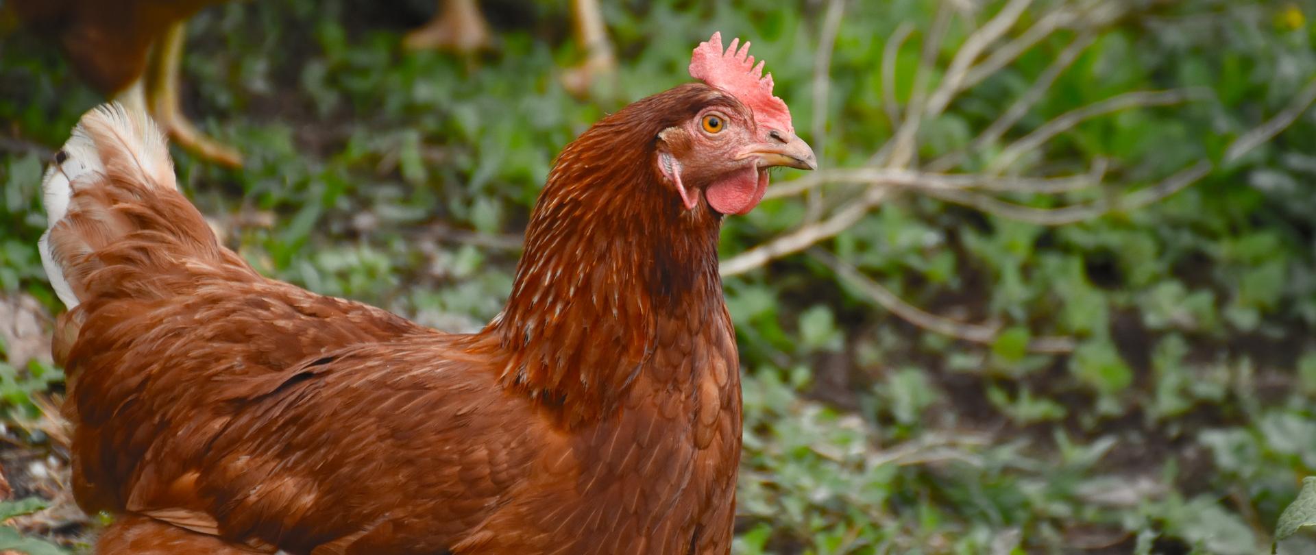 Zagrożenie ptasią grypą. Rozporządzenie wojewody dot. zakazu czasowego organizowania targów, wystaw, pokazów lub konkursów z udziałem ptaków