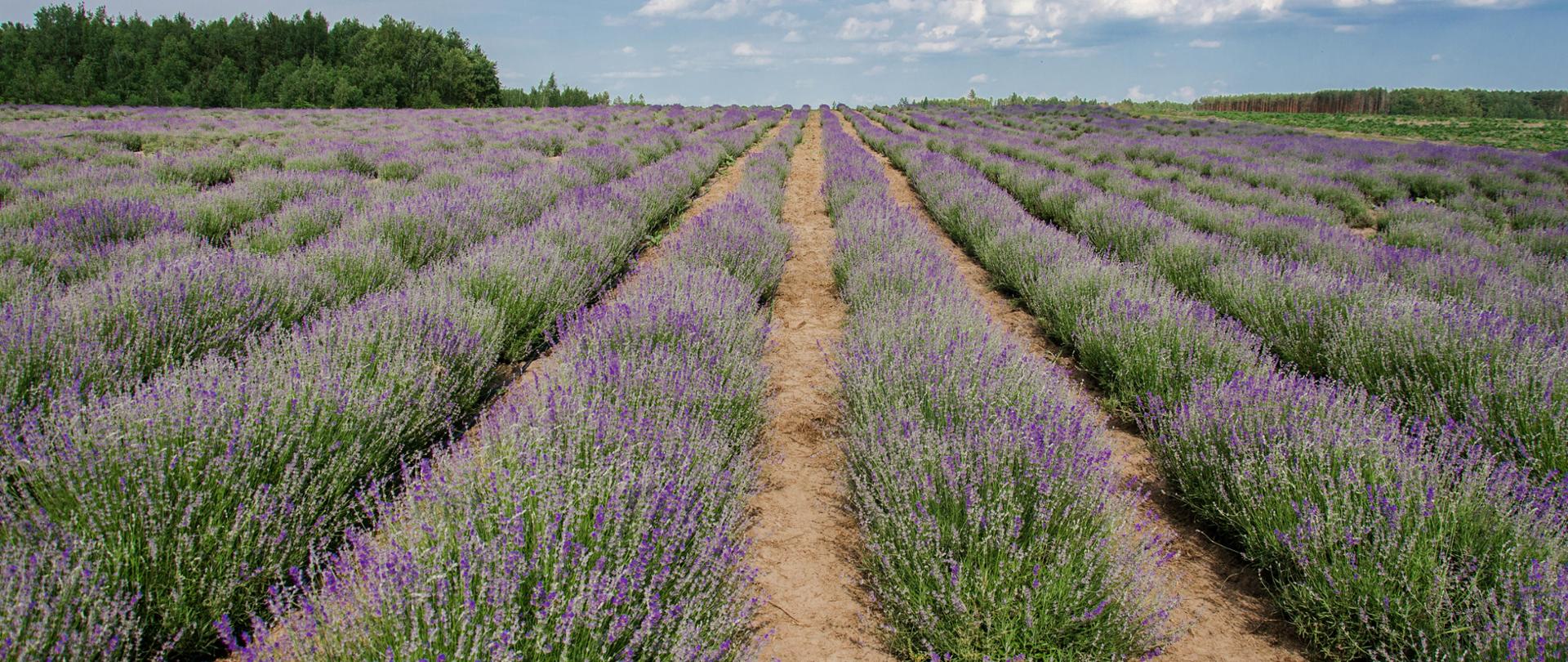 lavandula angustifolia