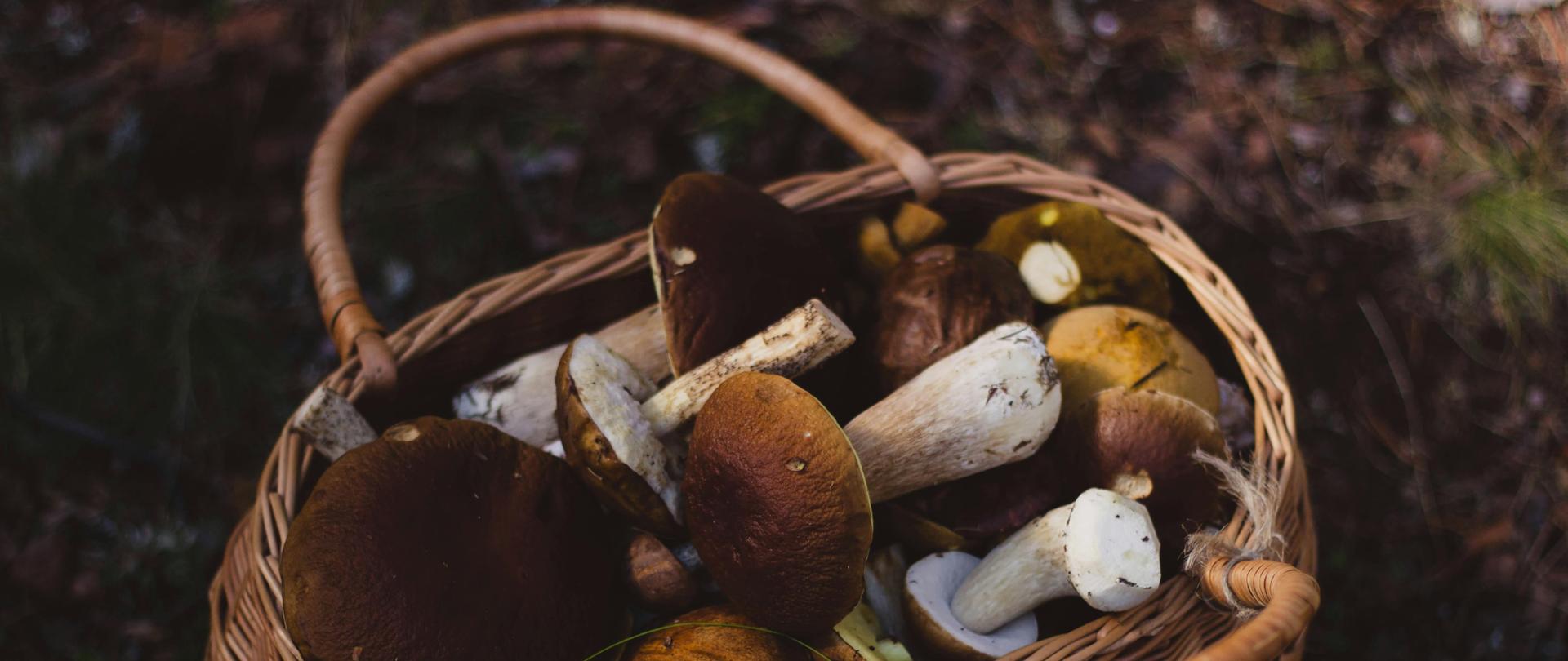 Grzyby w koszyku 