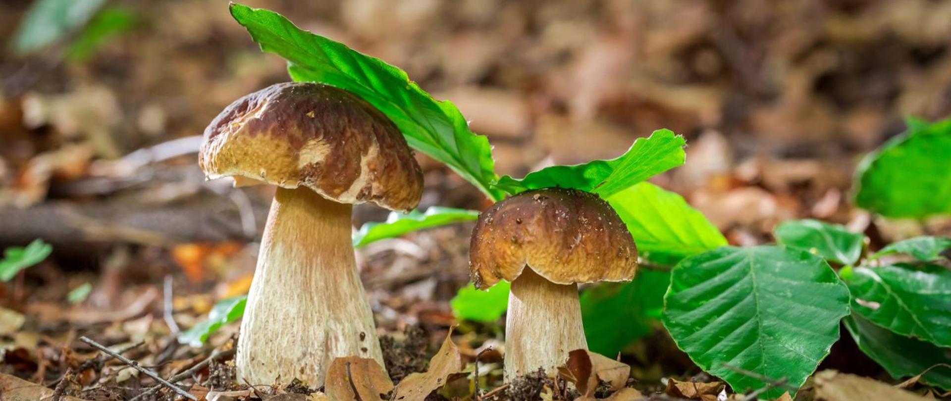 Na zdjęciu widoczne są dwa borowiki szlachetne rosnące w lesie, otoczone liśćmi i ściółką leśną.