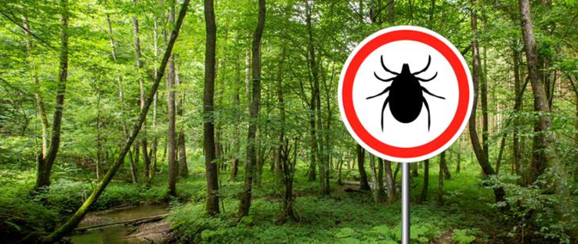 widok lasu ze znakiem kleszcza