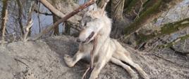 Ciało martwej wilczycy uduszonej przez wnyki podwieszone na drzewie