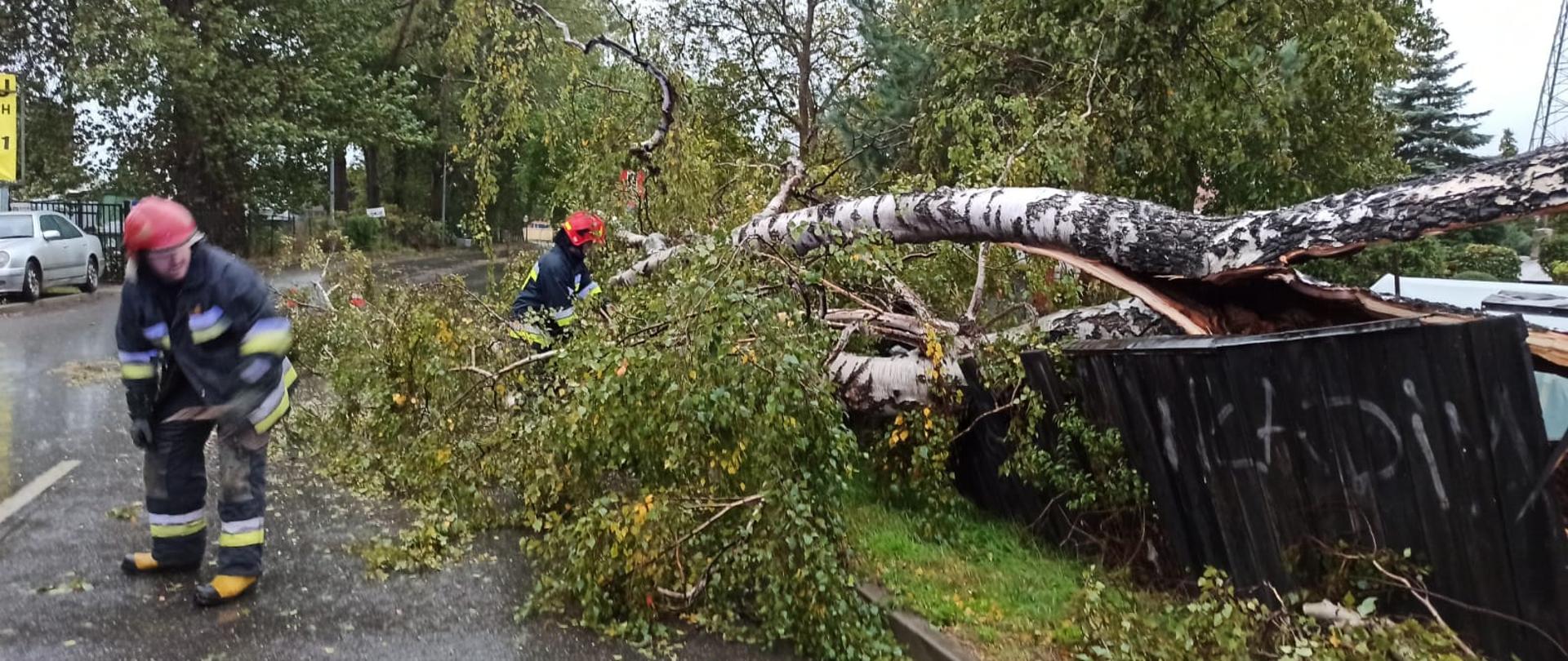 na zdjęciu widoczne jest drzewo (brzoza), które pod wpływem intensywnych opadów i silnego wiatru złamało się przewracając na płot, pas zieleni i drogę, blokując jeden pas ruchu; widać dwóch strażaków Państwowej Straży Pożarnej usuwających drzewo z drogi;