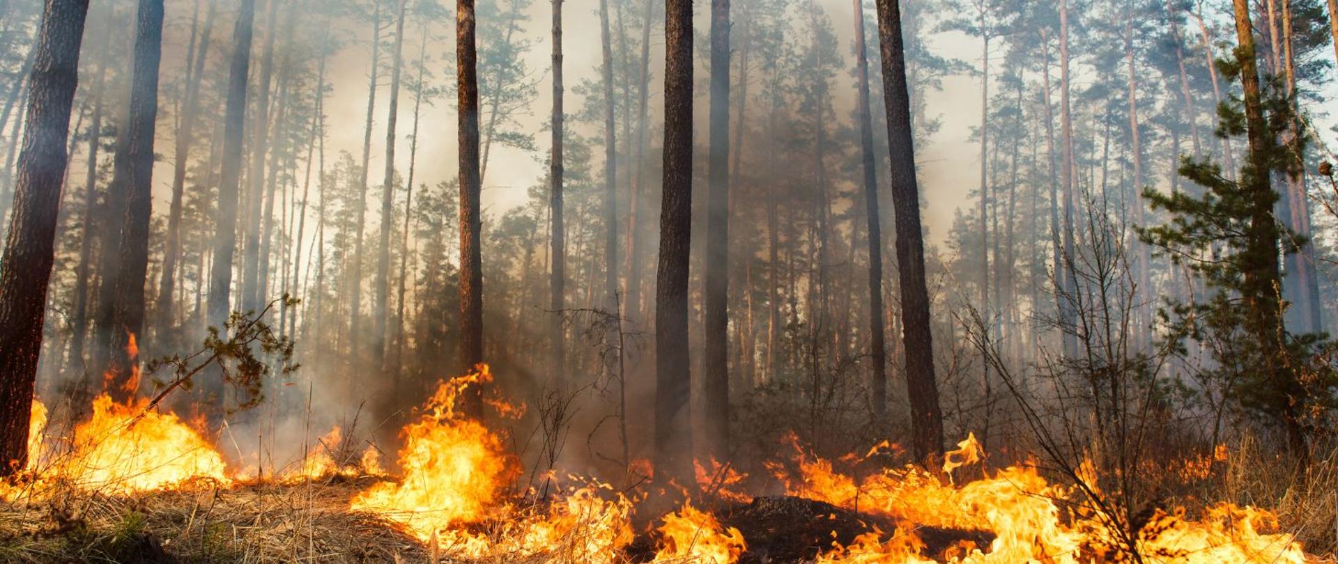 Fotografia przedstawia płonący lasy 