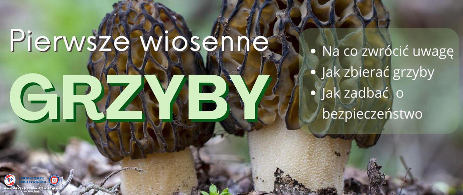 Smardze rosnące na ściółce