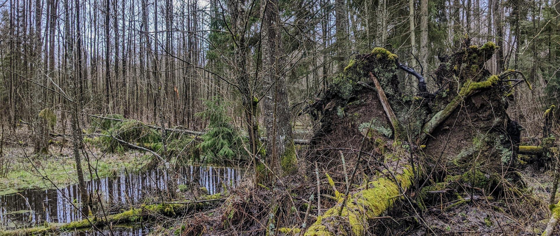 W centralnej części powalone drzewo porośnięte mchem. Z lewej strony rozlewisko, a wokół niego rosnące drzewa. 