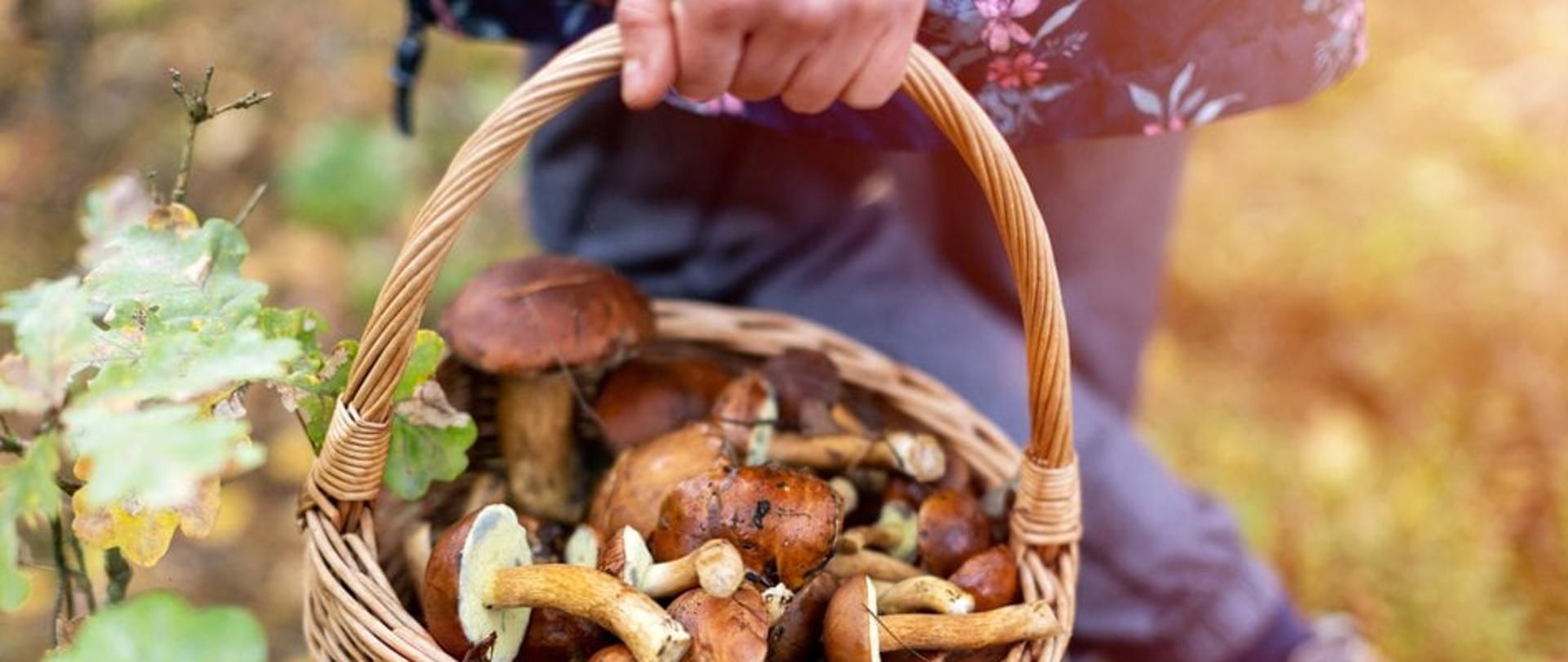 Atest na grzyby świeże