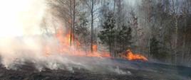 Pożar trawy w powiecie pińczowskim.