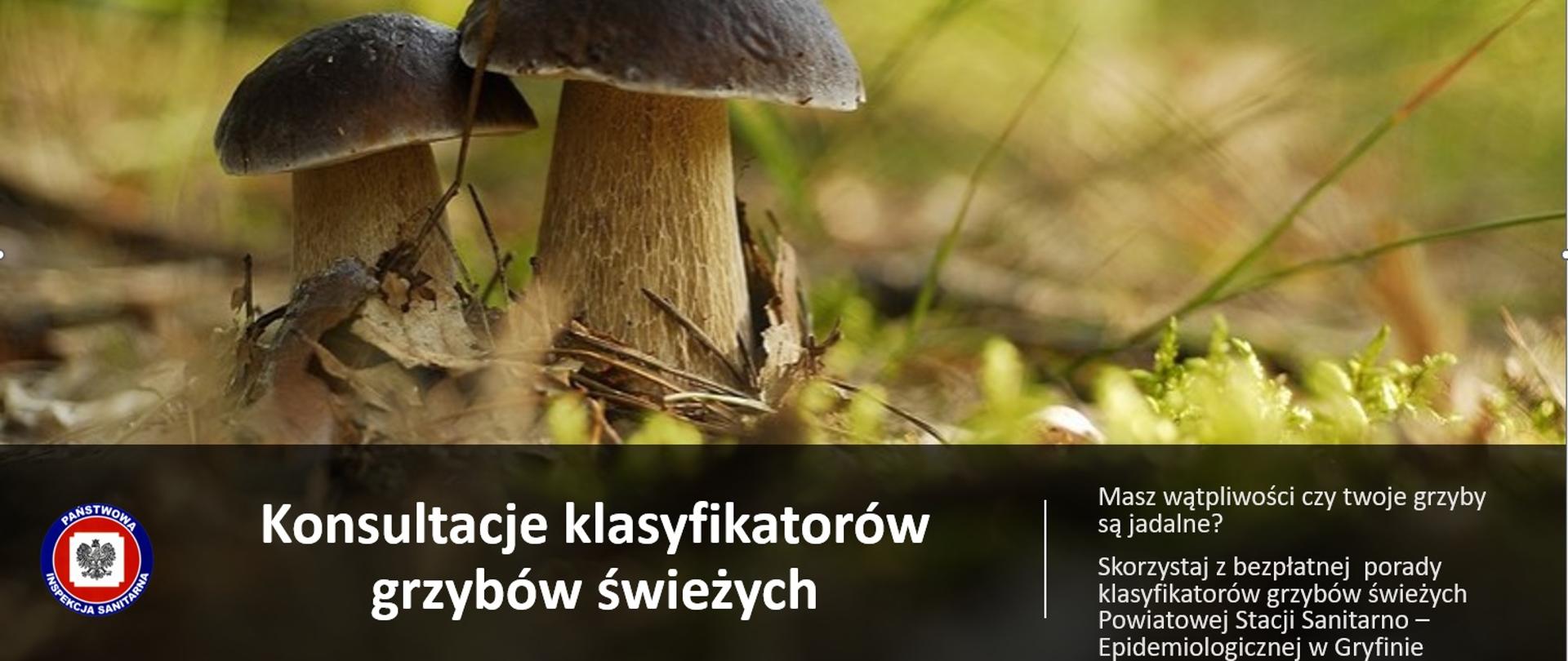 Zdjęcie borowików na tle ściółki leśnej, poniżej podpis Konsultacje klasyfikatorów grzybów świeżych