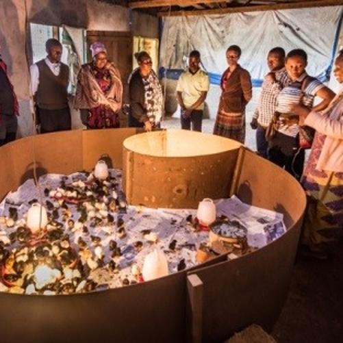 grupa osób patrzy na zagródkę z kurczakami