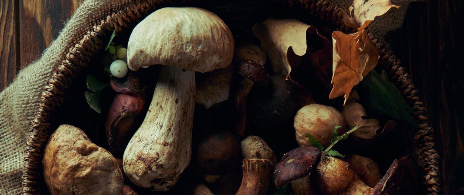Na zdjęciu są grzyby.
