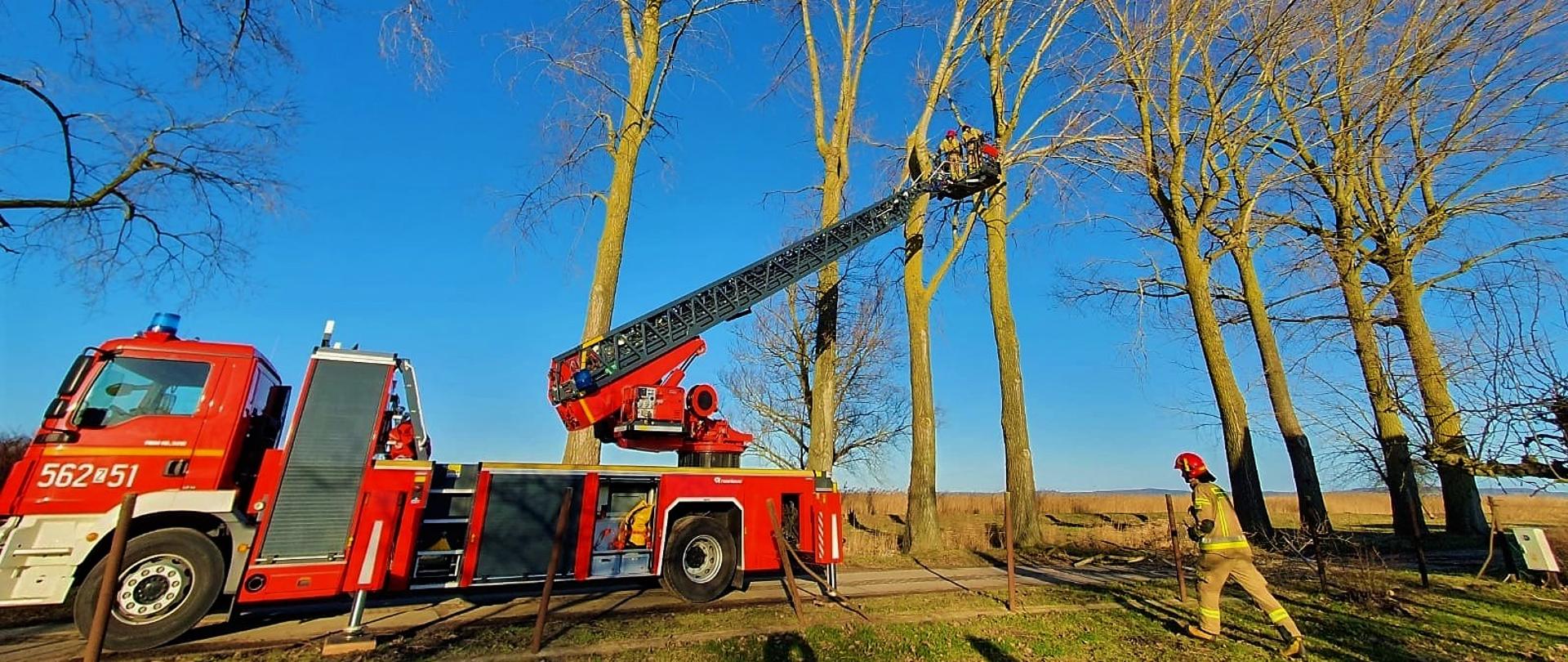 Drabina mechaniczna jest rozstawiona na drodze z koszem uniesionym na wysokość korony drzewa. W koszu dwóch strażaków w mundurach bojowych odcina nadłamane konary.