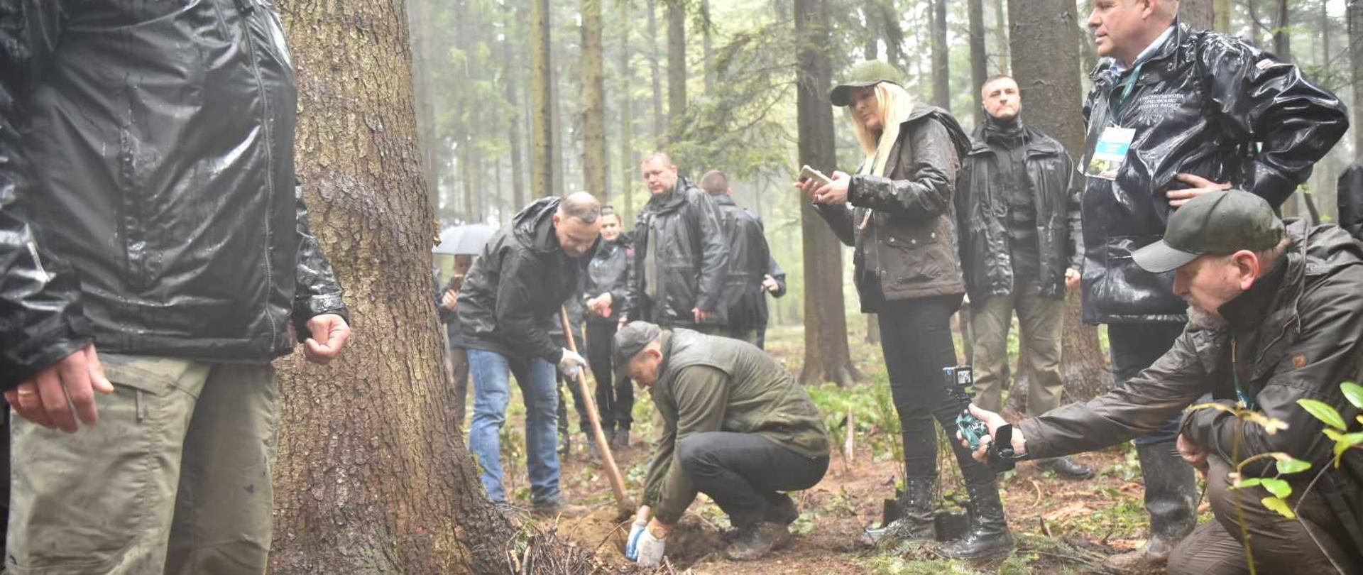 Prezydent Andrzej Duda i wiceminister Edward Siarka sadzą cisy