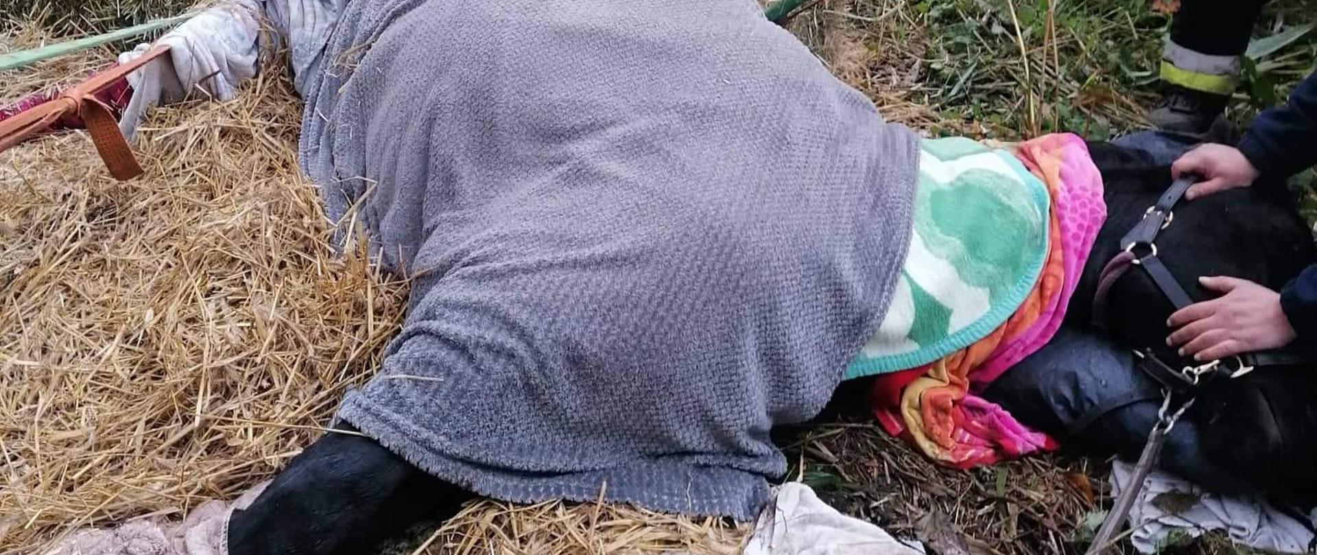 Koń przykryty kocami odpoczywa po wyciągnięciu go z rzeki