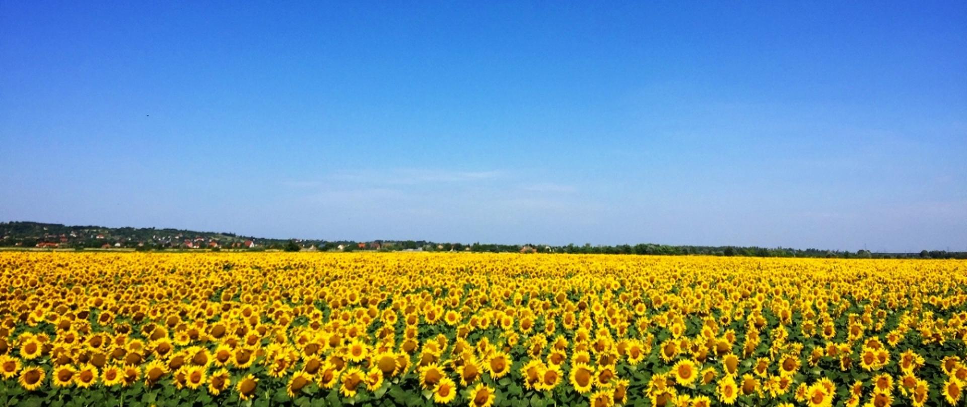 pole słoneczników