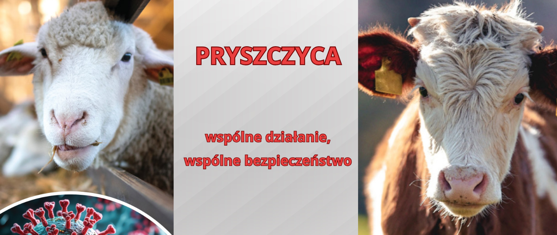 Pryszczyca