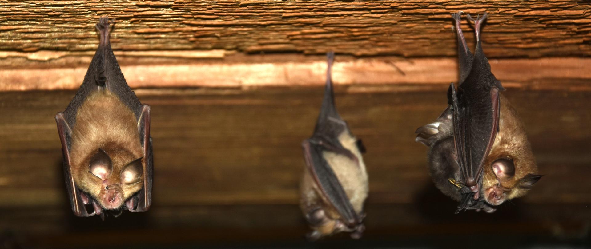 Nietoperze zwisające u stropu 