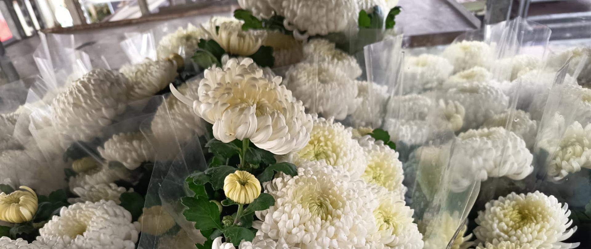 Ofoliowane białe chryzantemy w doniczkach