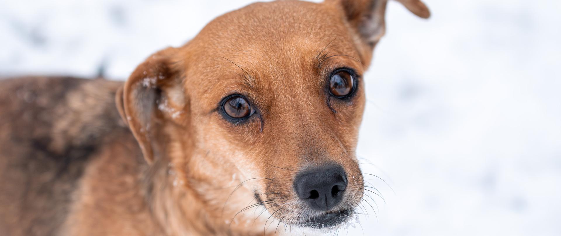 Kontrole w schroniskach dla zwierząt
