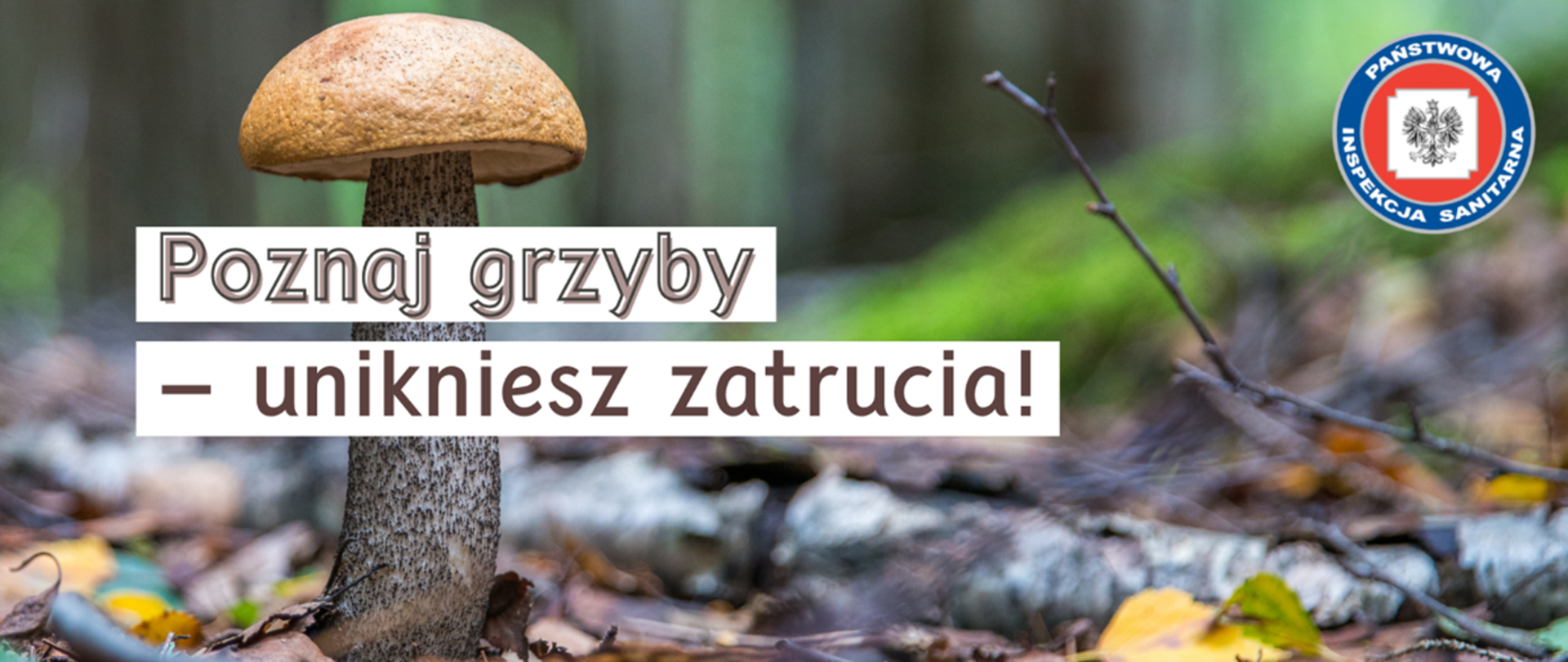 grzyby
