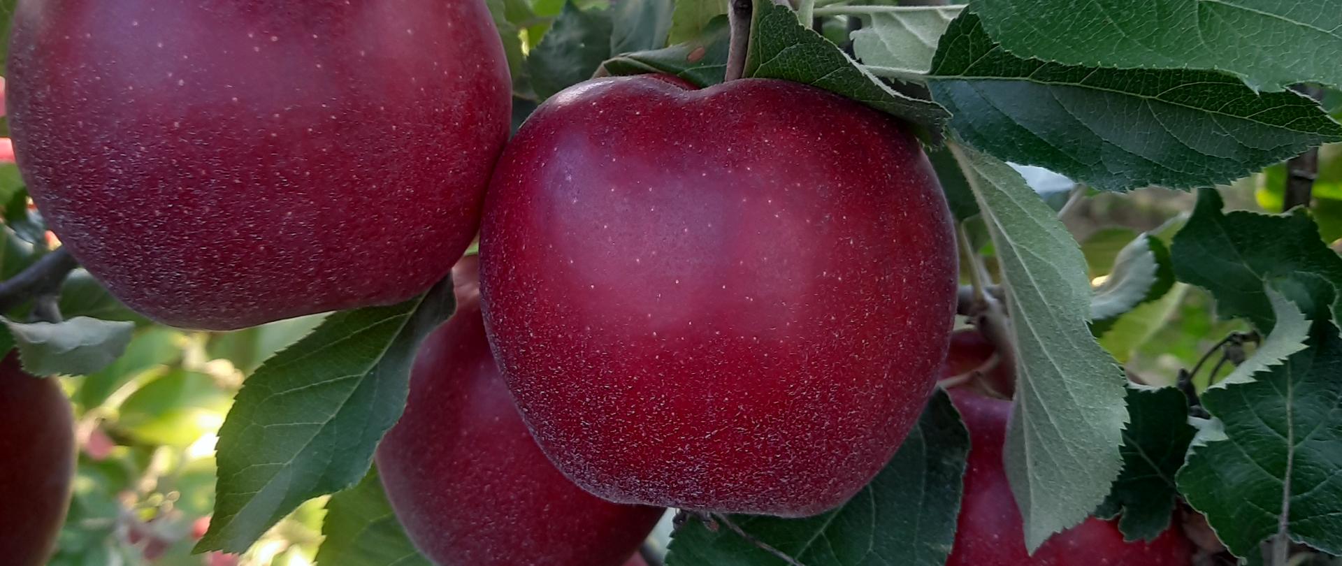 Zdjęcie_Jabłka fajsławickie