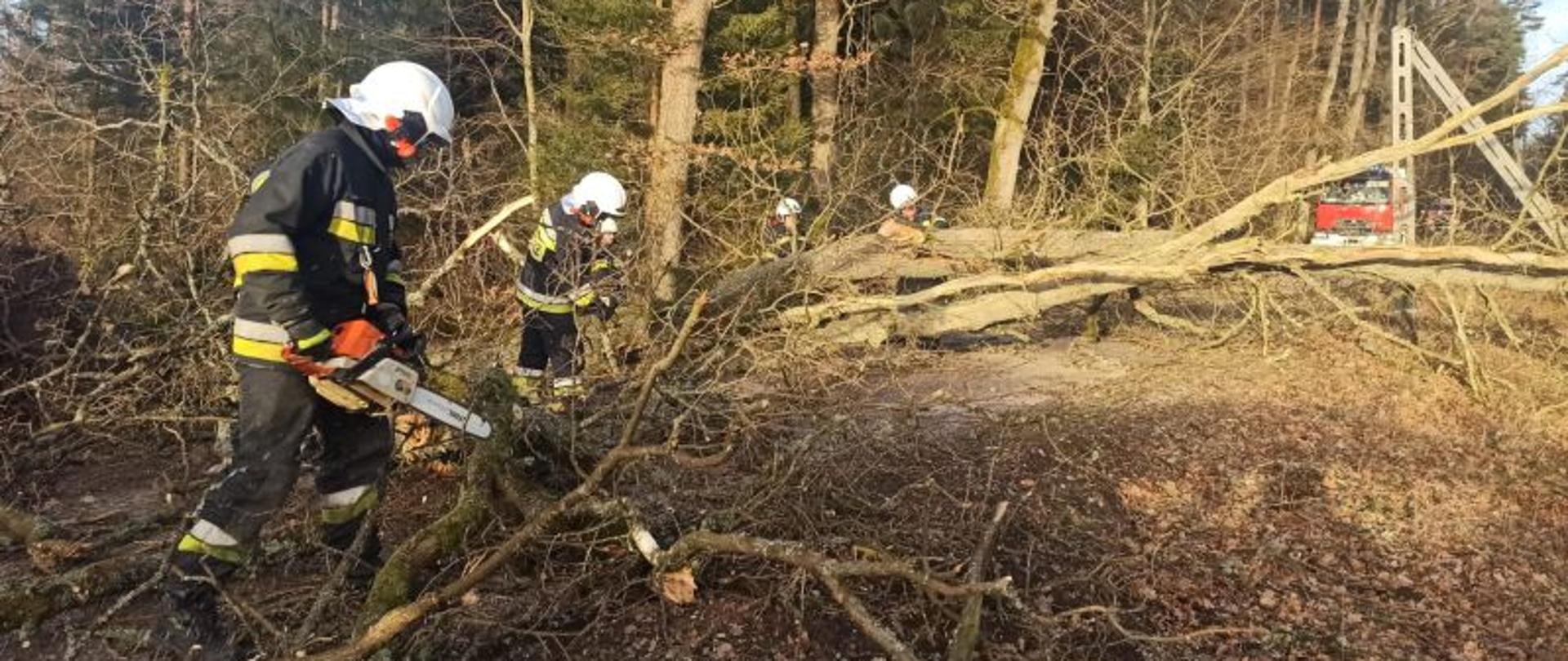 Zdjęcie wykonane w dzień. Widać na nim strażaków w ciemnych mundurach i białych hełmach. Strażacy stoją wzdłuż powalonego drzewa. Strażacy tną drzewo na mniejsze części w celu udrożnieniu drogi. W oddali widać pojazd gaśniczy