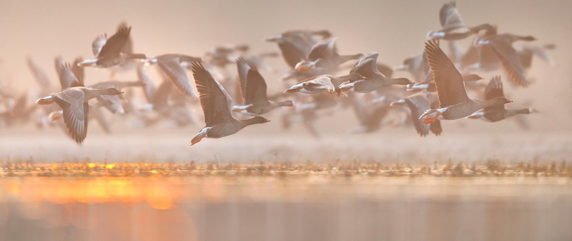 Stado paktów - gęsi leci nisko nad taflą wody. W wodzie odbija się zachodzące słońce. 