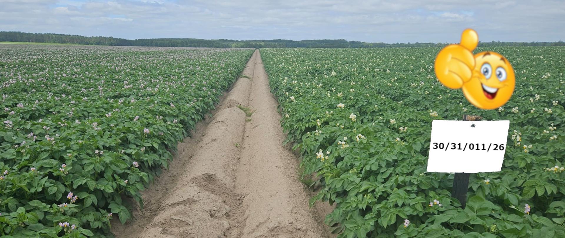 Składanie wniosków o dokonanie oceny polowej plantacji nasiennych