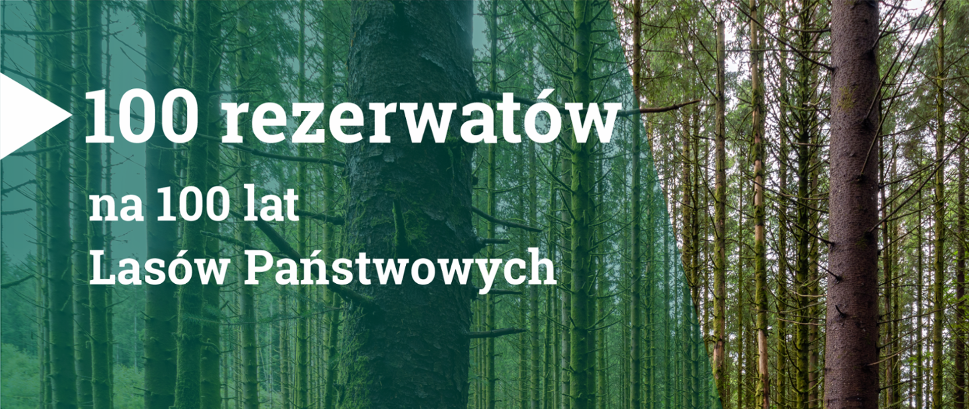 Napis na tle drzew w lesie - 100 rezerwatów na 100 lat Lasów Państwowych