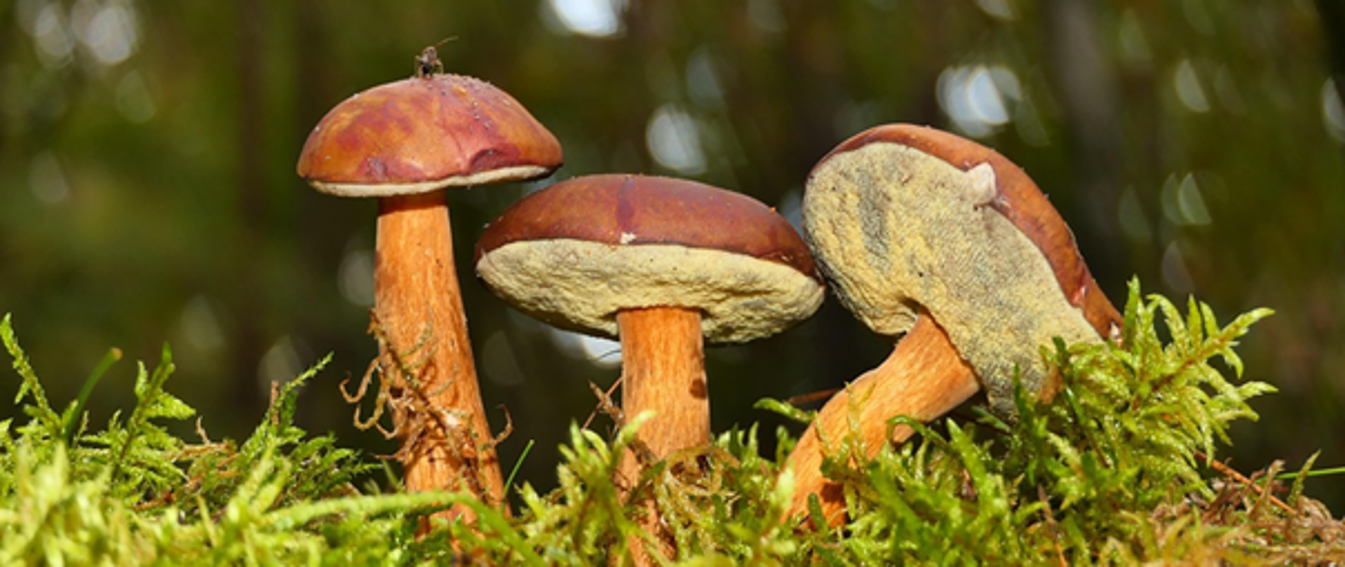 poglądowe zdjęcie dużych trzech borowików w mchu leśnym