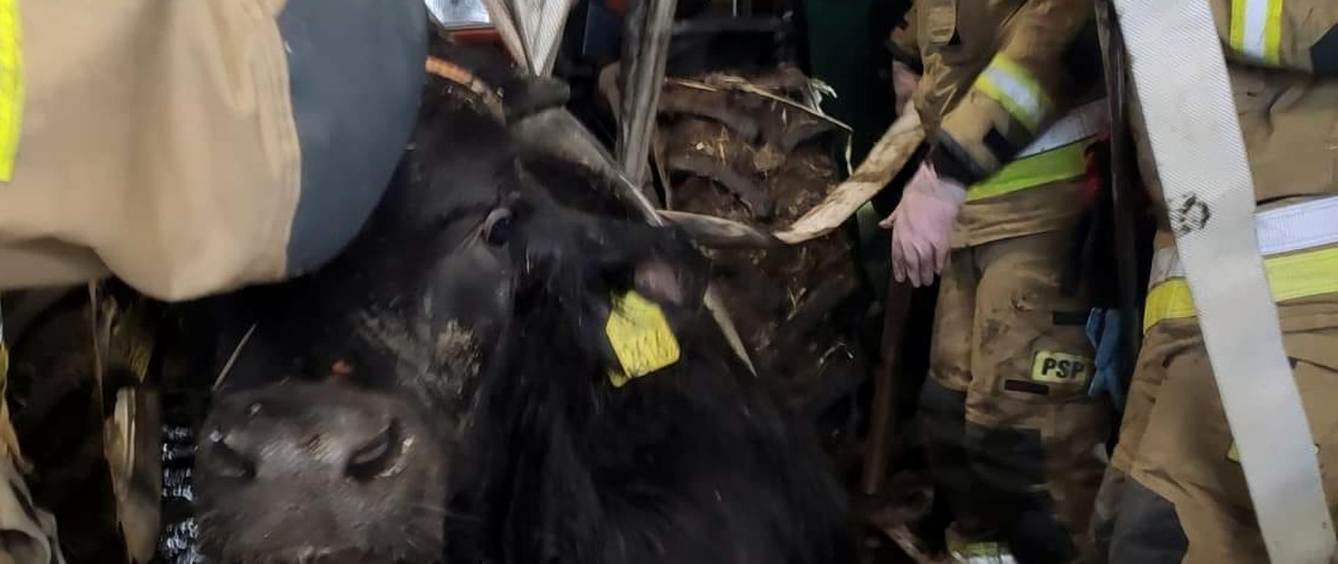 Kreatywne rozwiązanie pozwoliło no ewakuację zwierzęcia