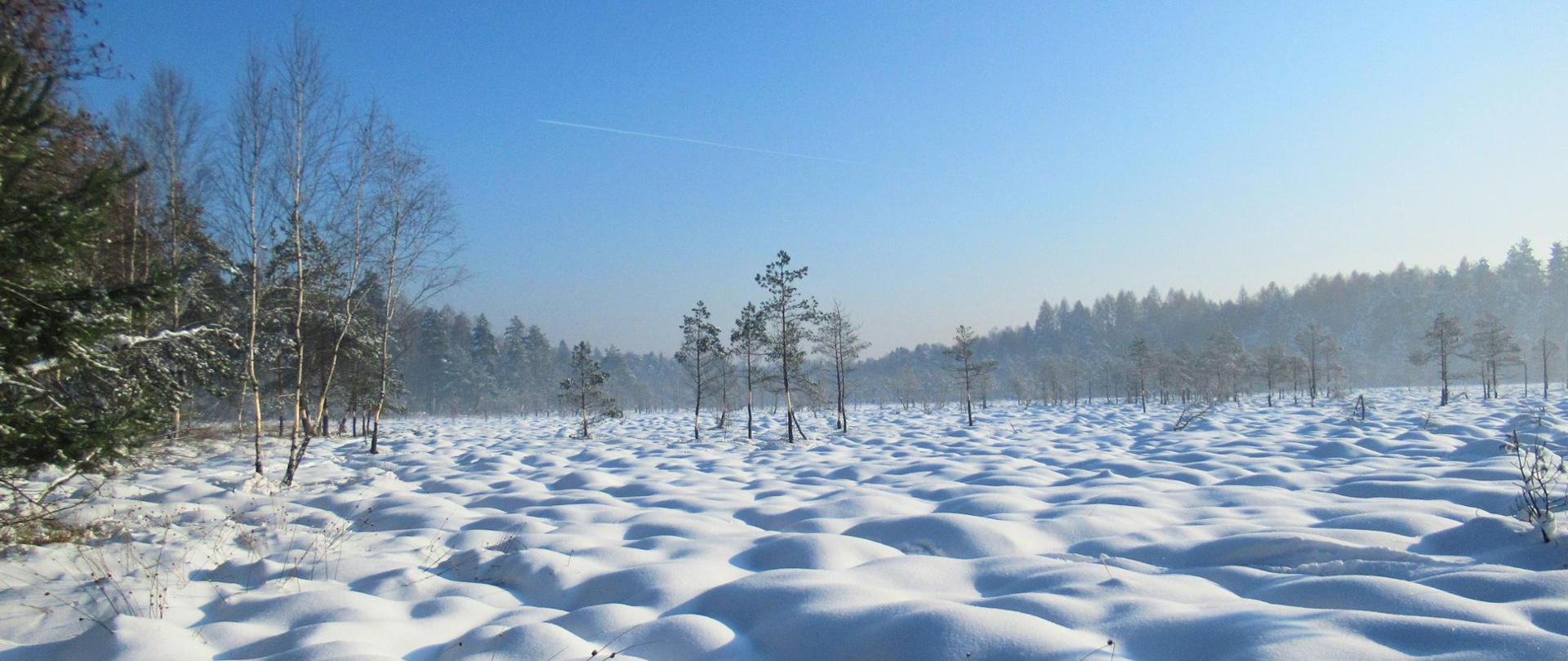 Pojedyncze drzewa na powierzchni zasypanej śniegiem