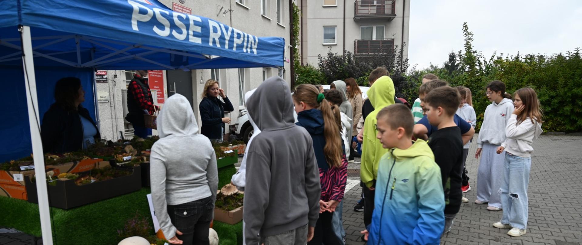 Wystawa grzybów świeżych