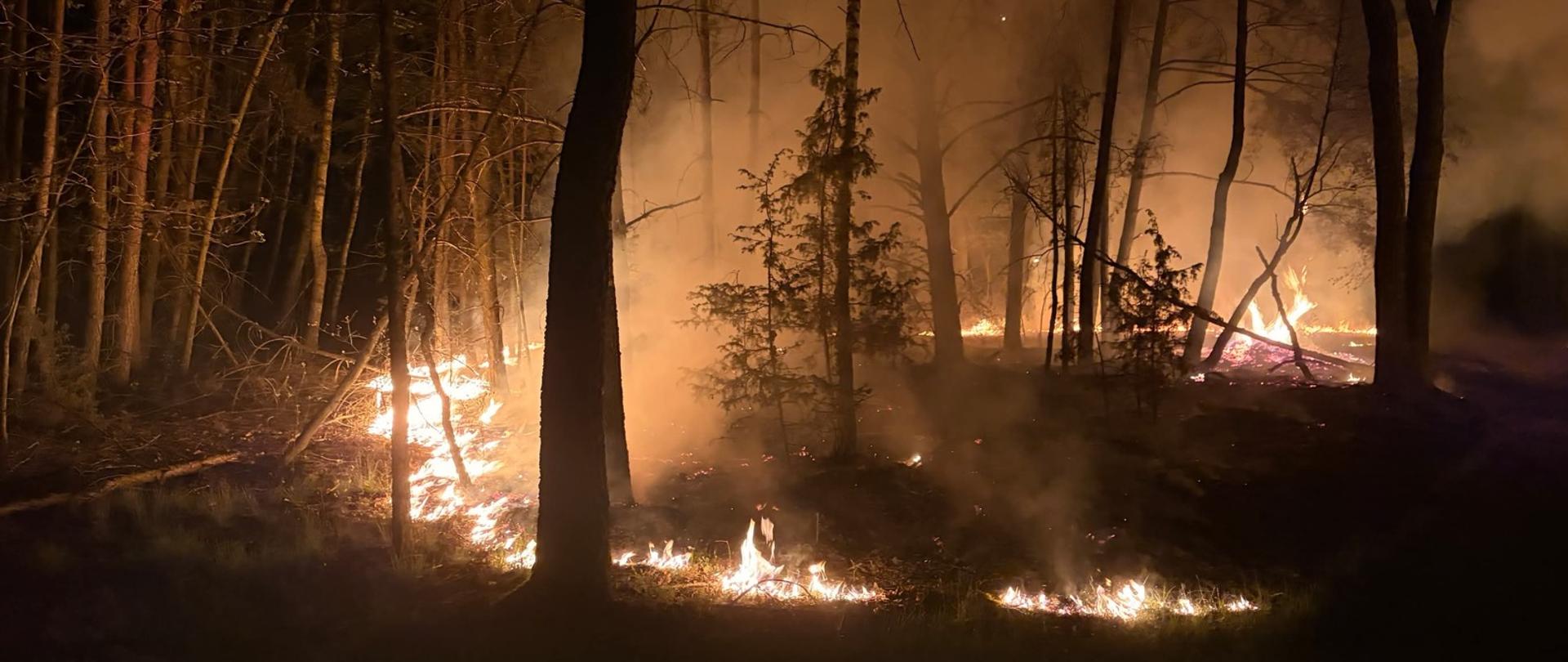 Zdjęcie wykonane w porze nocnej. Widzimy na nim pożar lasu, ogień przesuwający się po ściółce. 