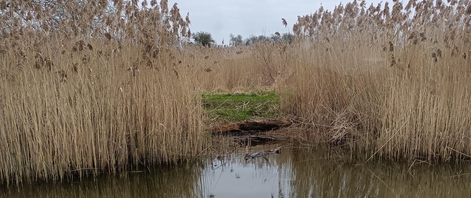 Zanieczyszczenie Zalewu Czernica