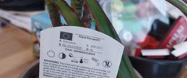 Rośliny z rodzaju Hydrangea z paszportami roślin 