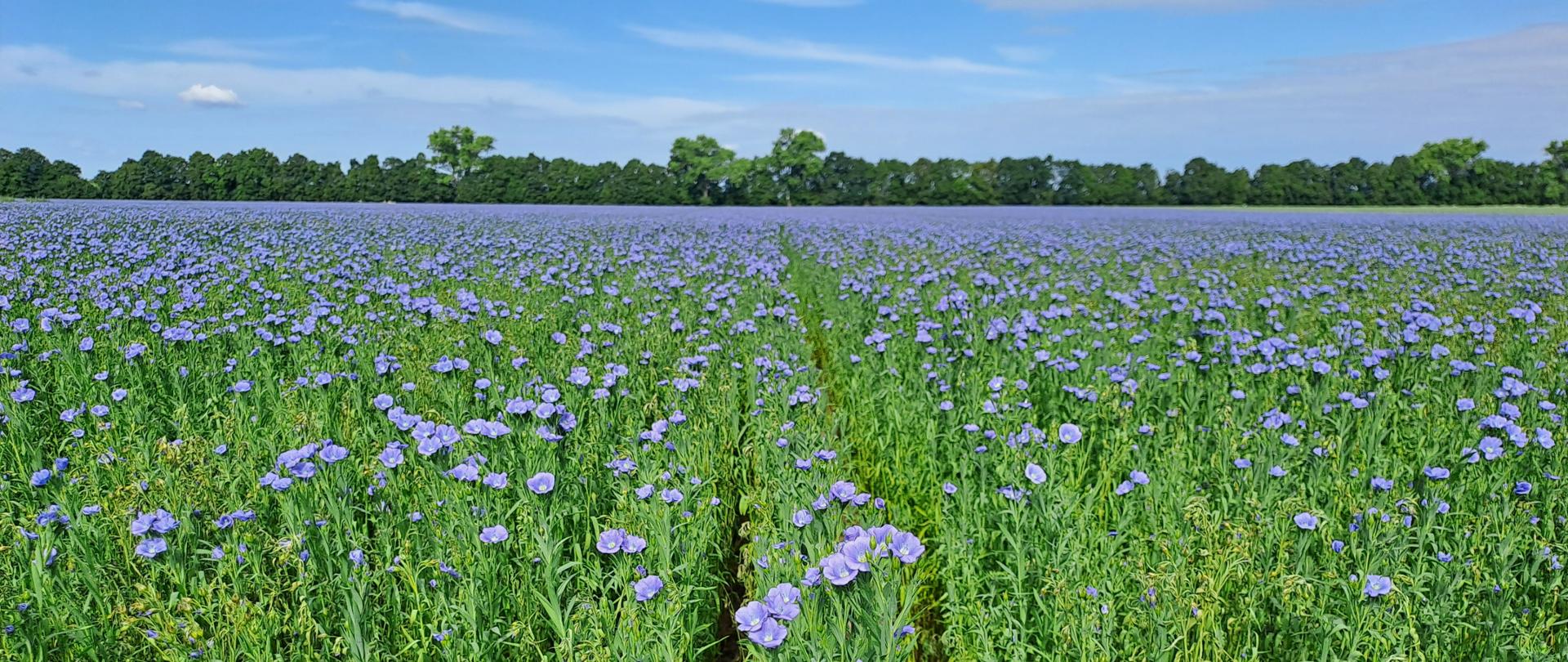 Plantacja nasienna lnu