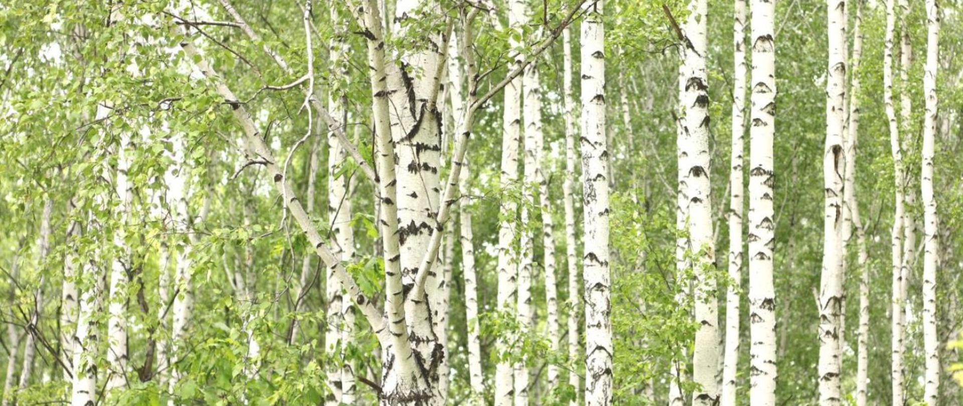 Alergia na pyłek brzozy