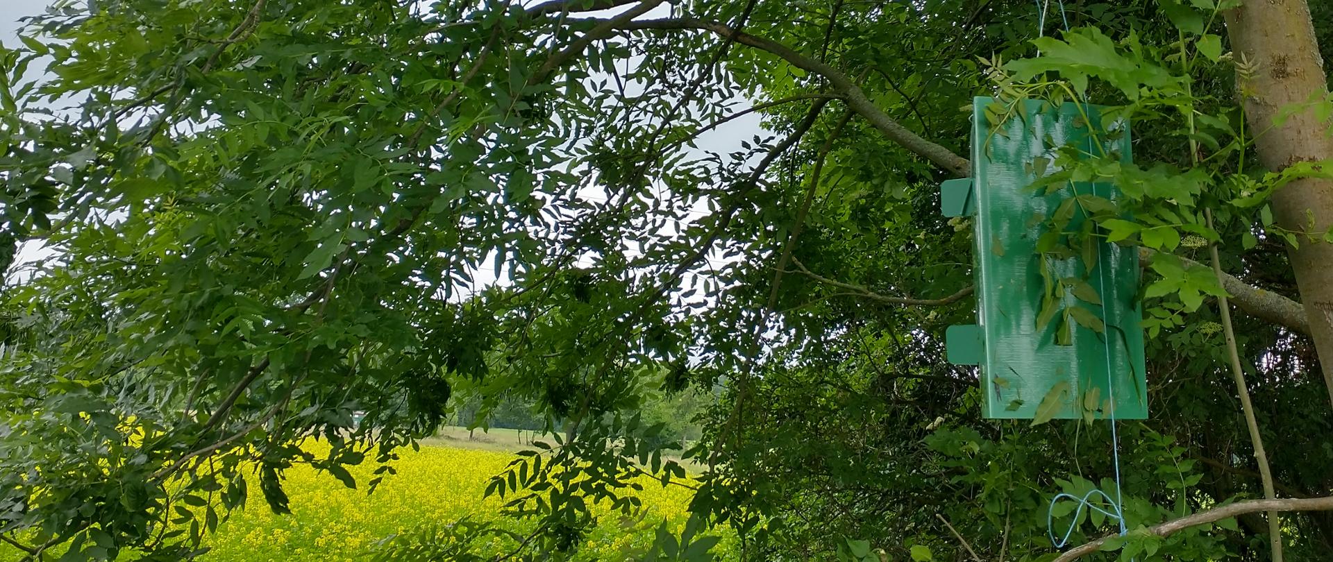 Pułapka w formie zielonego domku, zawieszona na jesionie