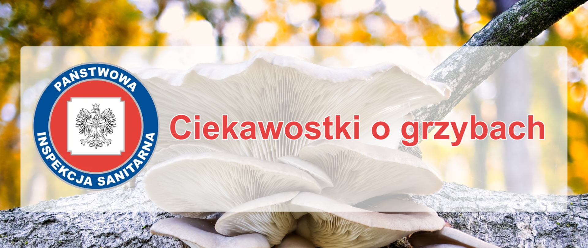 Ciekawostki o grzybach