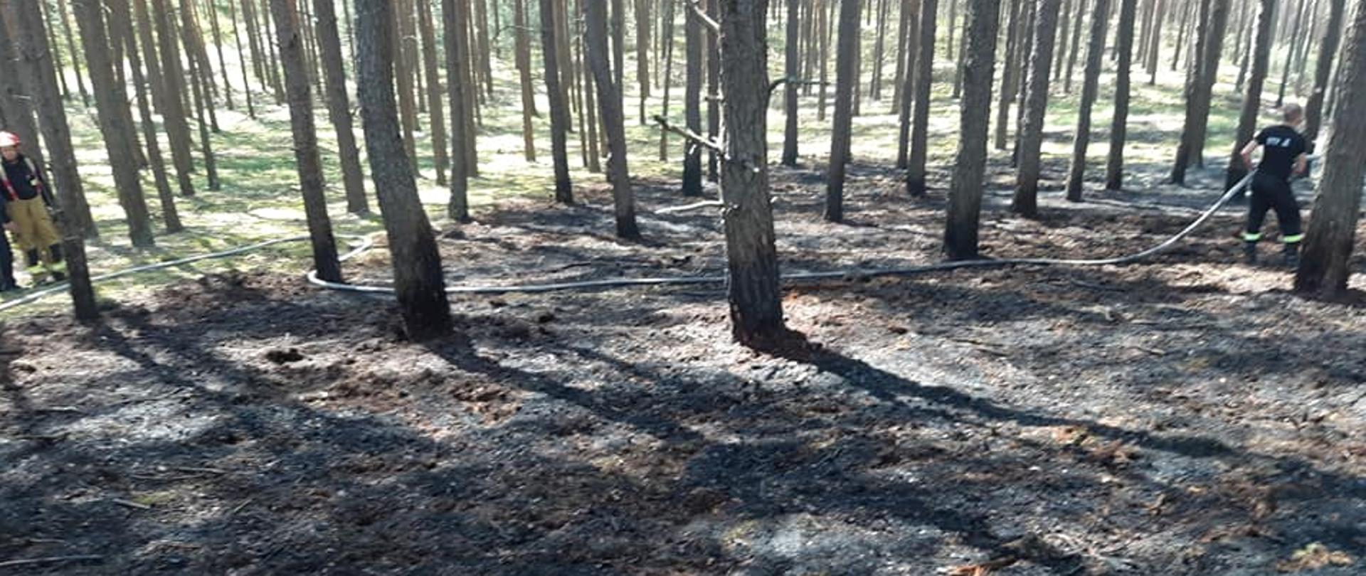 Widać spaloną ściółkę w lesie