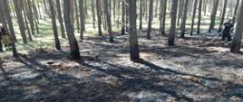 Widać spaloną ściółkę w lesie