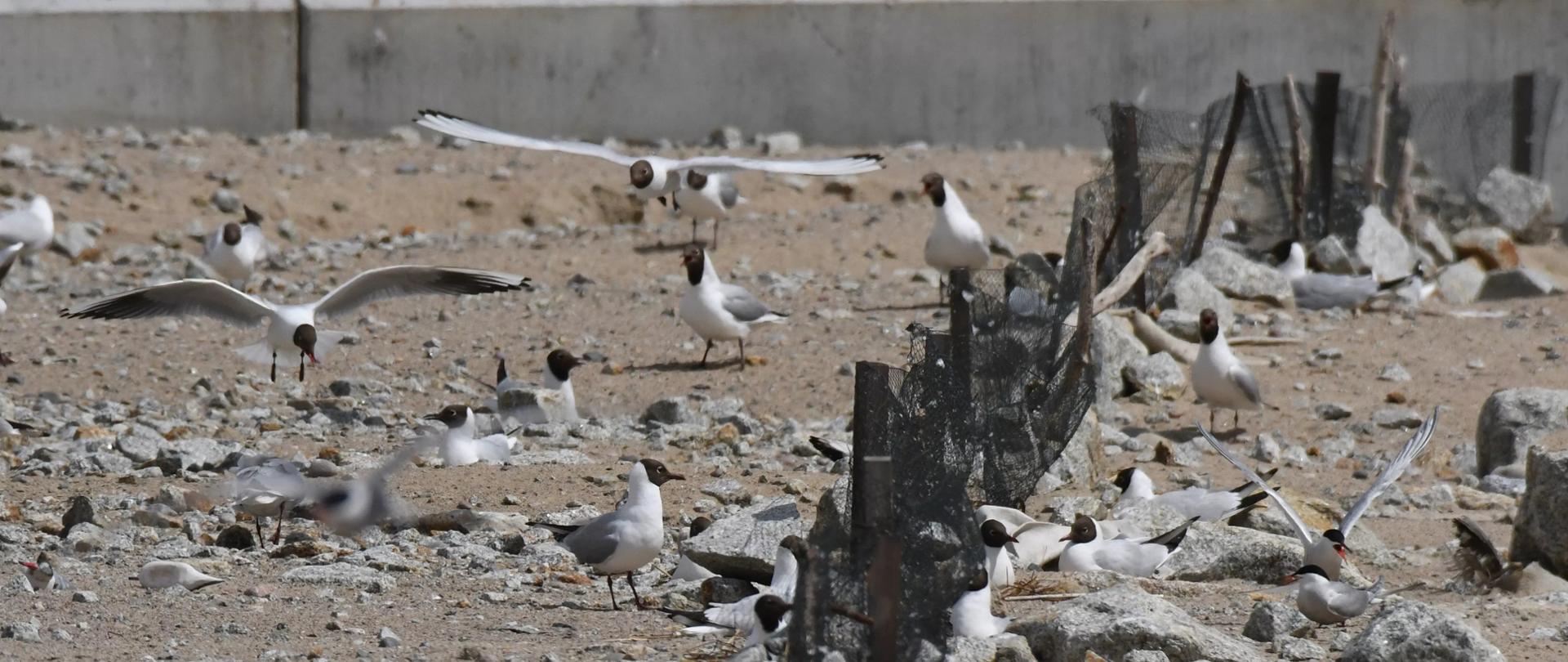 „Ptasia Wyspa” w Porcie Gdańsk nowym domem dla rybitw i mew śmieszek