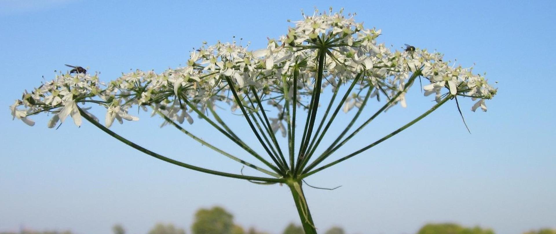 Grafika przedstawia kwiatostan barszczu Sosnowskiego