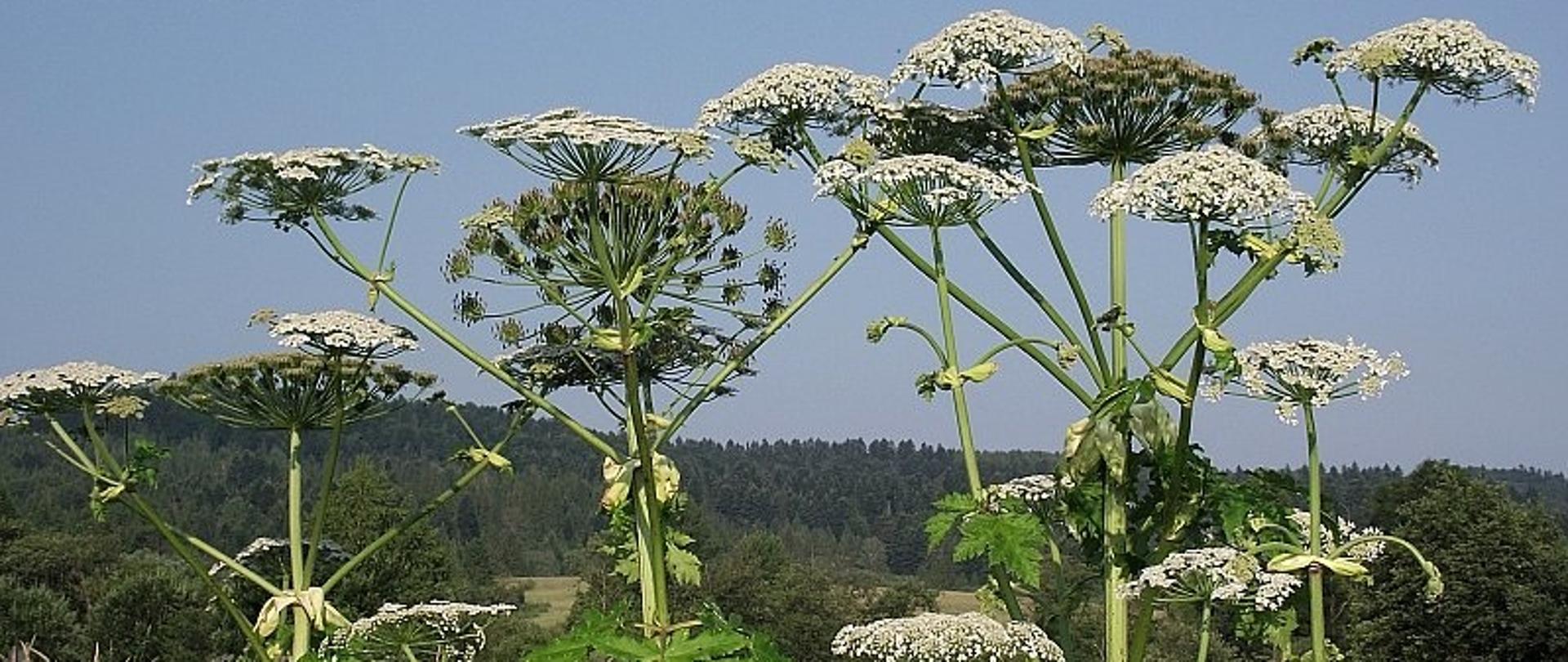 Zdjęcie przedstawia roślinę barszcz sosnowskiego