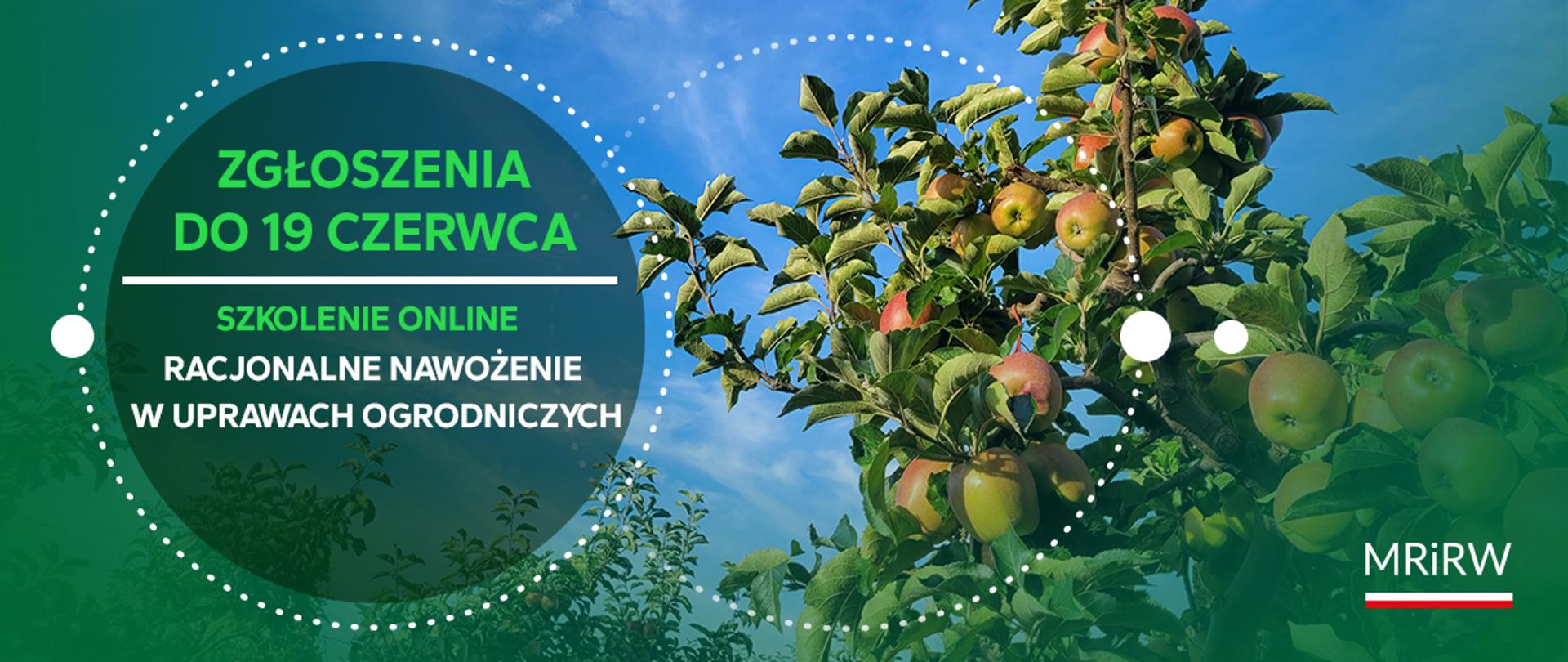 jabłoń z jabłkami na gałęziach