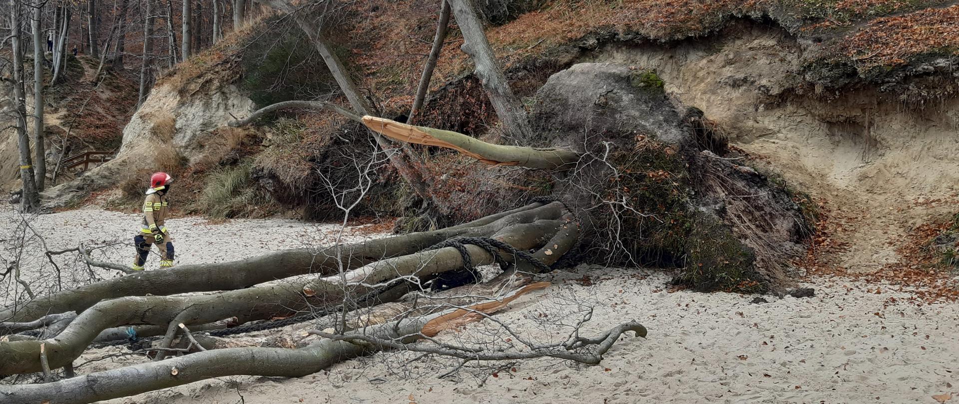 Klif nadmorski. Wywrócone na plażę drzewo. W kierunku drzewa, po plaży idzie strażak. 